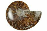 Polished Cretaceous Ammonite (Cleoniceras) Fossil - Madagascar #305947-1